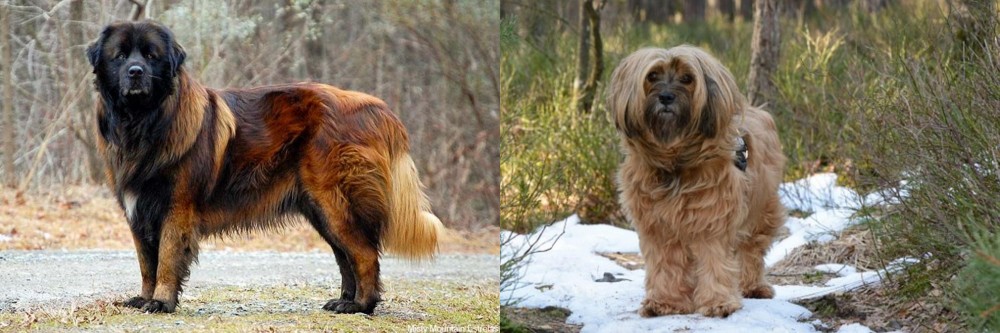 Tibetan Terrier vs Estrela Mountain Dog - Breed Comparison