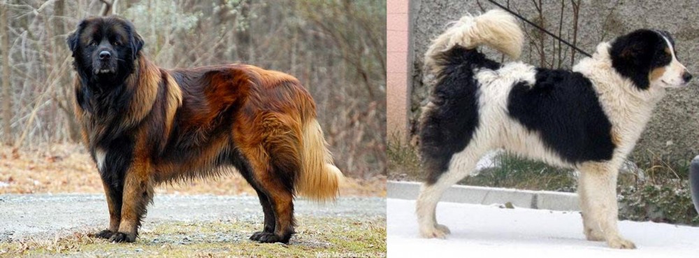 Tornjak vs Estrela Mountain Dog - Breed Comparison