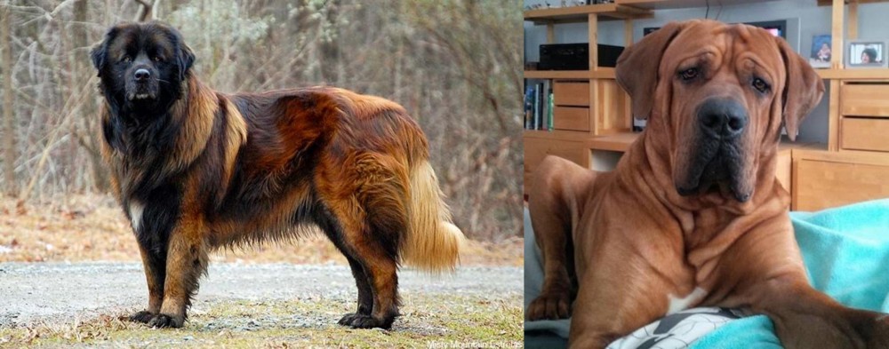 Tosa vs Estrela Mountain Dog - Breed Comparison