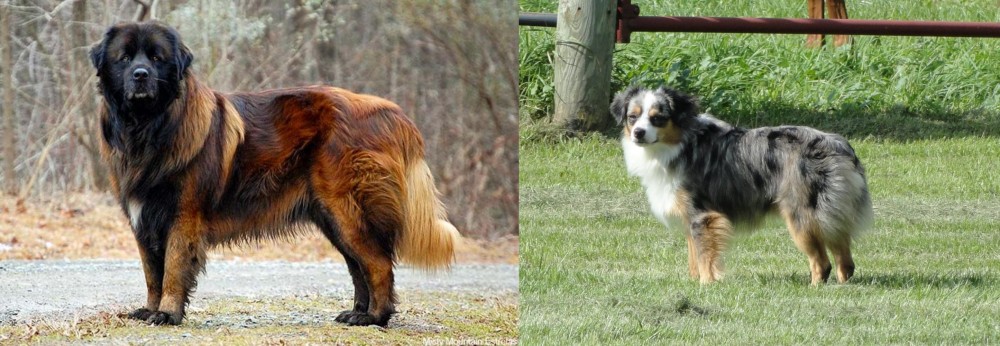 Toy Australian Shepherd vs Estrela Mountain Dog - Breed Comparison