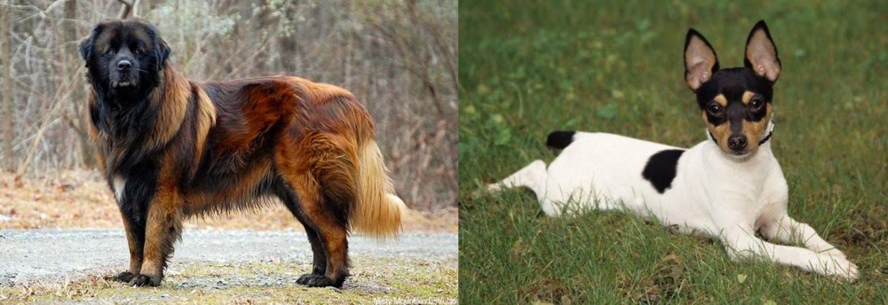 Toy Fox Terrier vs Estrela Mountain Dog - Breed Comparison