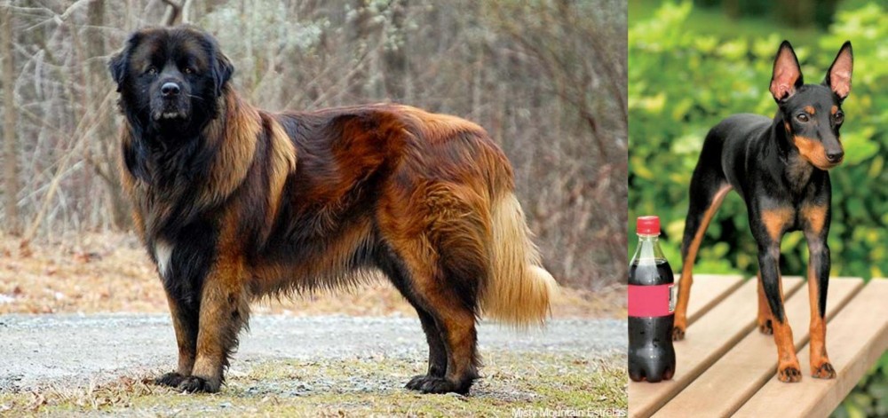 Toy Manchester Terrier vs Estrela Mountain Dog - Breed Comparison