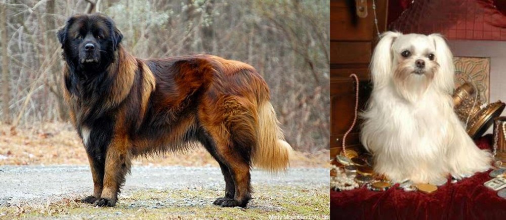 Toy Mi-Ki vs Estrela Mountain Dog - Breed Comparison