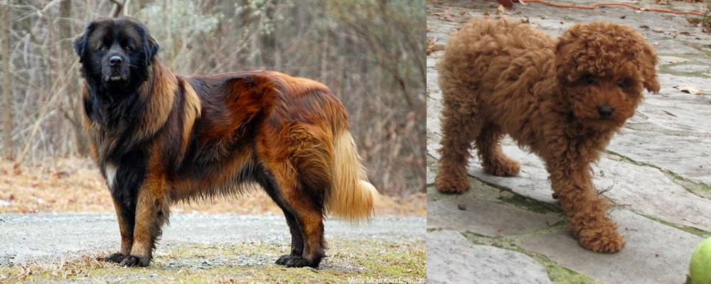 Toy Poodle vs Estrela Mountain Dog - Breed Comparison
