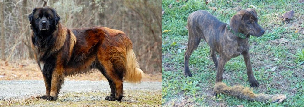 Treeing Cur vs Estrela Mountain Dog - Breed Comparison