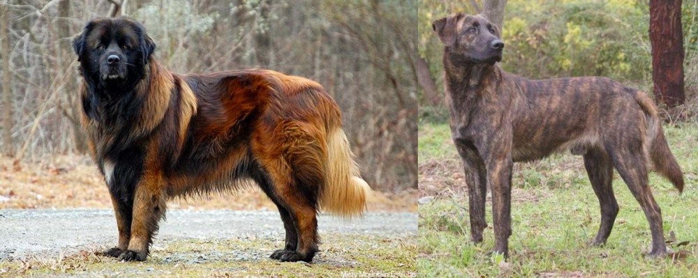 Treeing Tennessee Brindle vs Estrela Mountain Dog - Breed Comparison