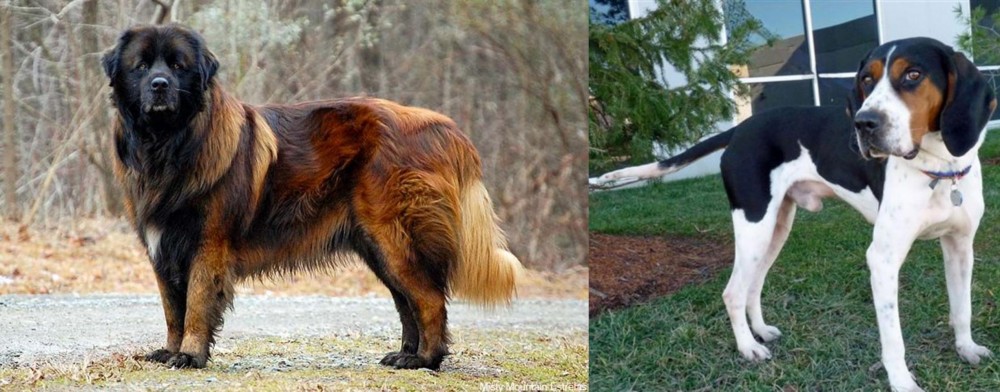 Treeing Walker Coonhound vs Estrela Mountain Dog - Breed Comparison