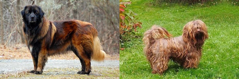 Tsvetnaya Bolonka vs Estrela Mountain Dog - Breed Comparison