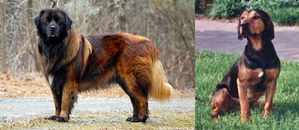 Tyrolean Hound vs Estrela Mountain Dog - Breed Comparison