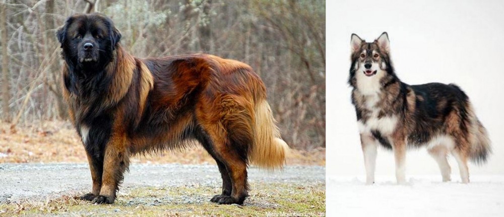 Utonagan vs Estrela Mountain Dog - Breed Comparison