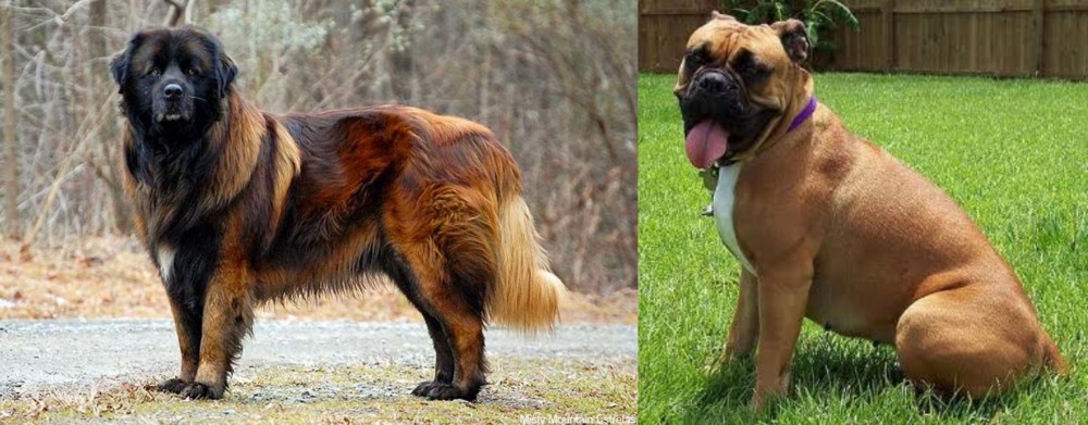 Valley Bulldog vs Estrela Mountain Dog - Breed Comparison