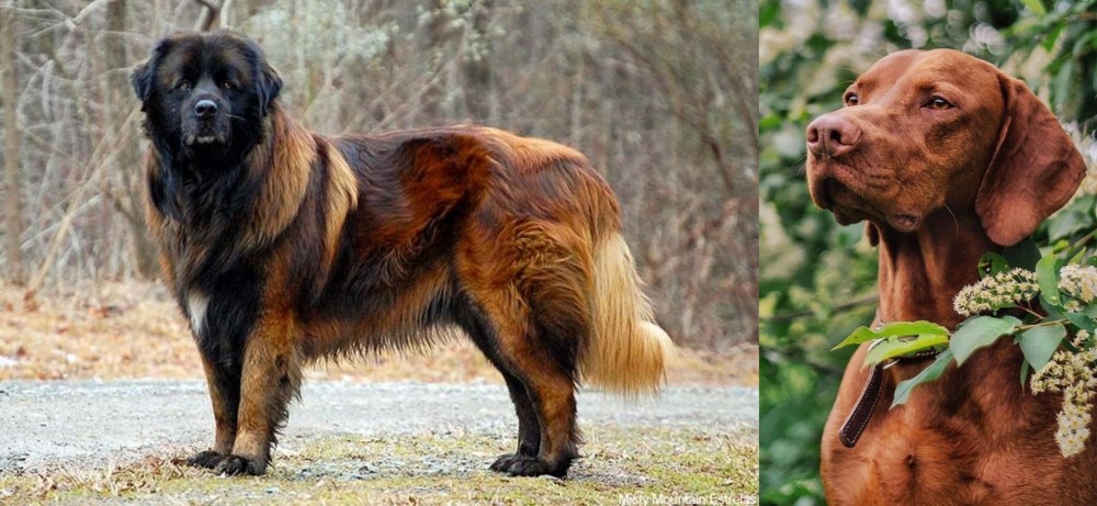 Vizsla vs Estrela Mountain Dog - Breed Comparison