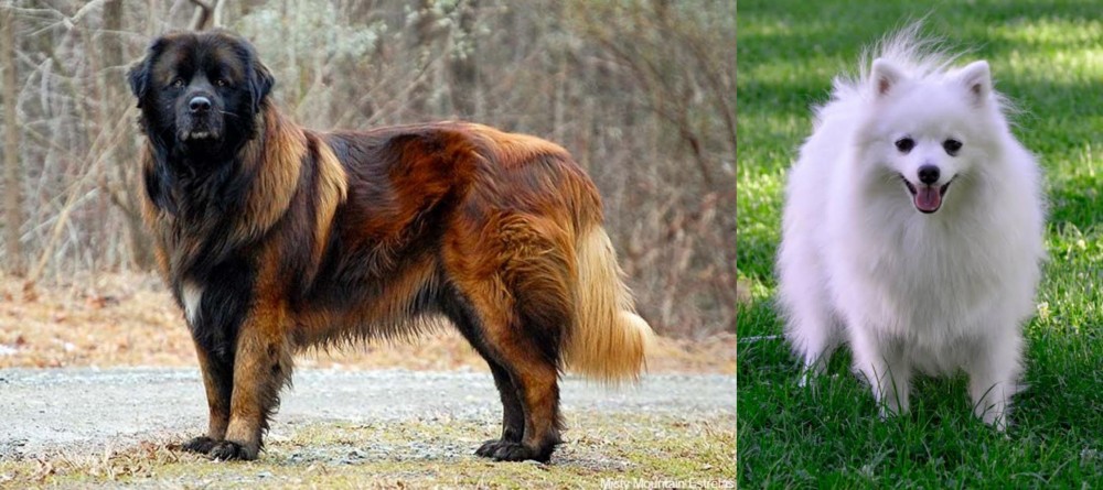 Volpino Italiano vs Estrela Mountain Dog - Breed Comparison