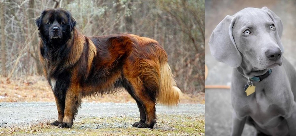 Weimaraner vs Estrela Mountain Dog - Breed Comparison