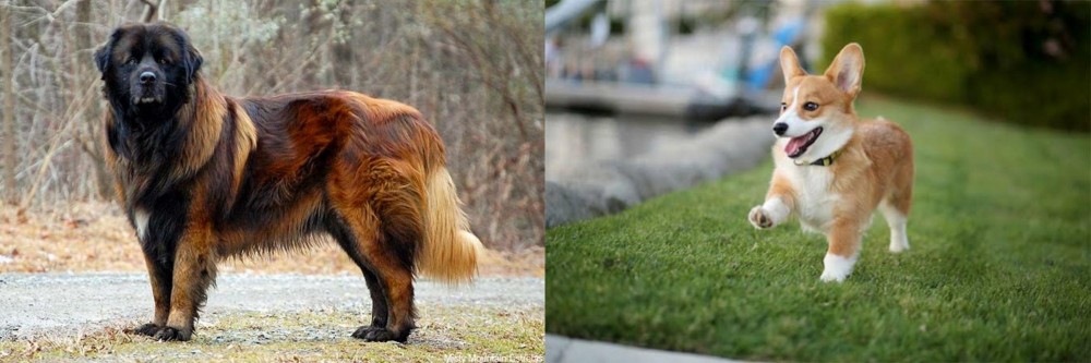Welsh Corgi vs Estrela Mountain Dog - Breed Comparison