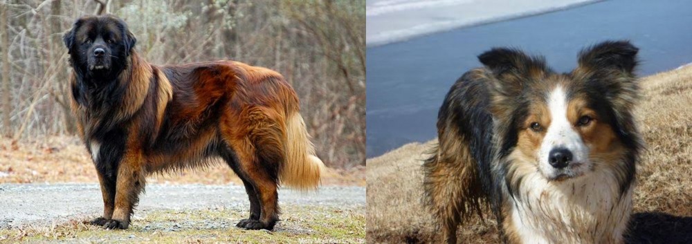 Welsh Sheepdog vs Estrela Mountain Dog - Breed Comparison