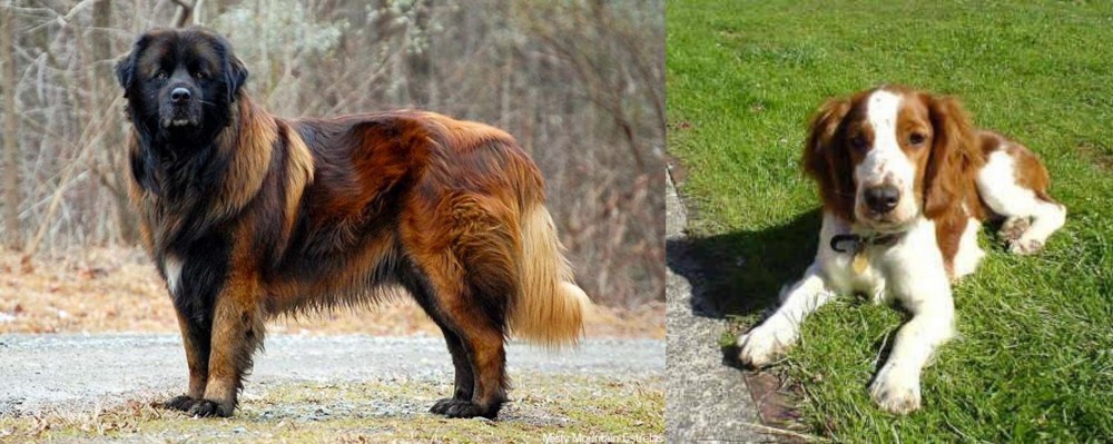 Welsh Springer Spaniel vs Estrela Mountain Dog - Breed Comparison