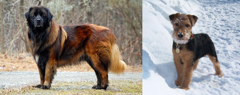 Welsh Terrier vs Estrela Mountain Dog - Breed Comparison