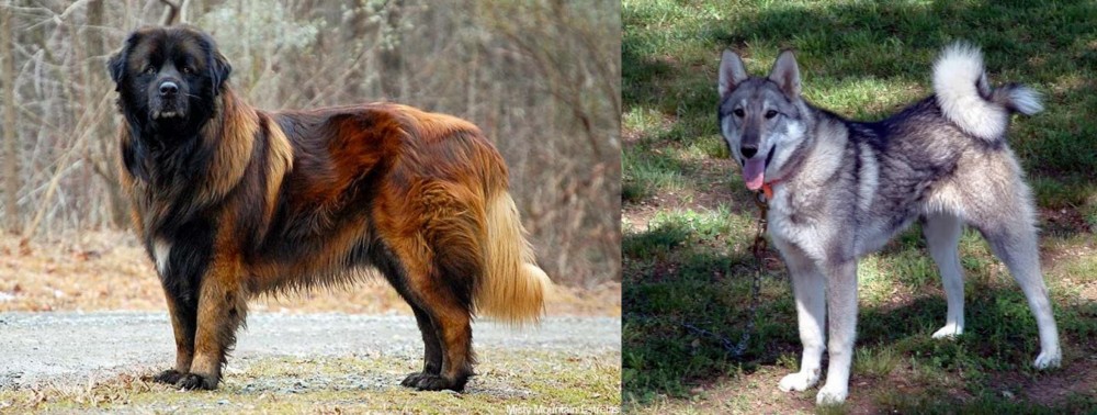 West Siberian Laika vs Estrela Mountain Dog - Breed Comparison