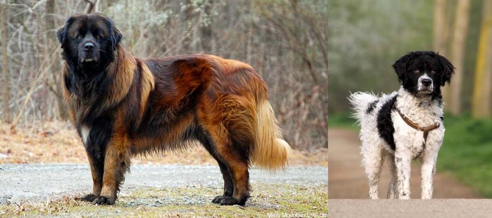Wetterhoun vs Estrela Mountain Dog - Breed Comparison