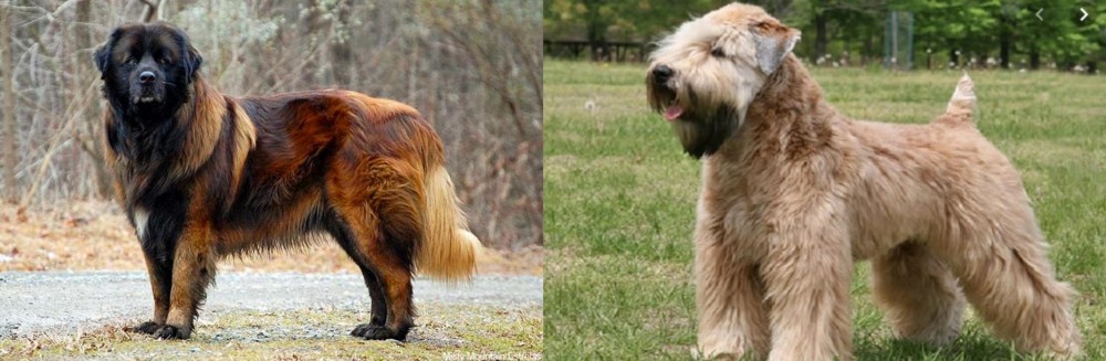 Wheaten Terrier vs Estrela Mountain Dog - Breed Comparison