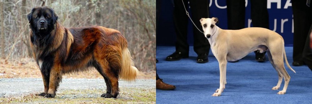 Whippet vs Estrela Mountain Dog - Breed Comparison