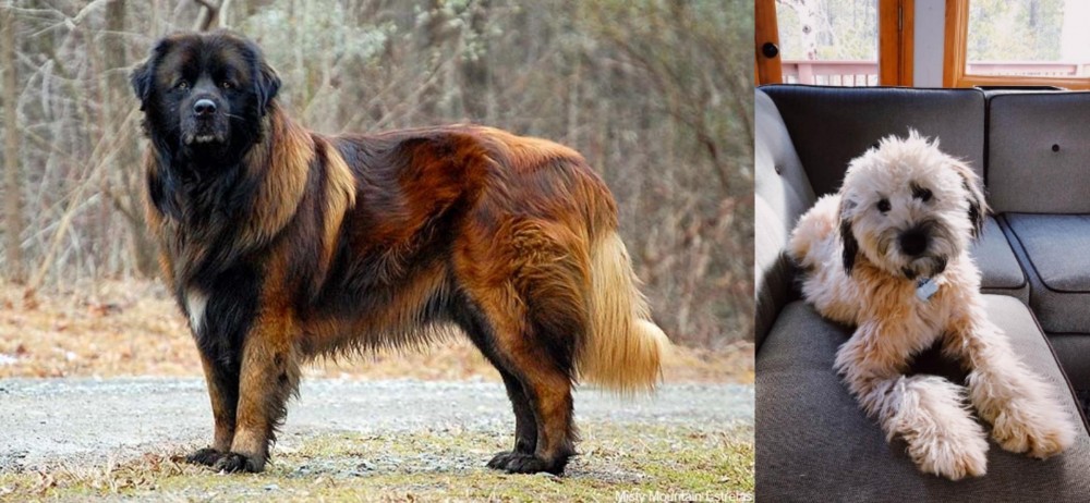 Whoodles vs Estrela Mountain Dog - Breed Comparison