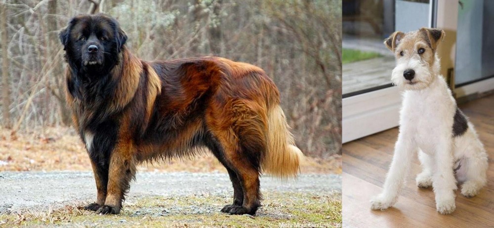 Wire Fox Terrier vs Estrela Mountain Dog - Breed Comparison