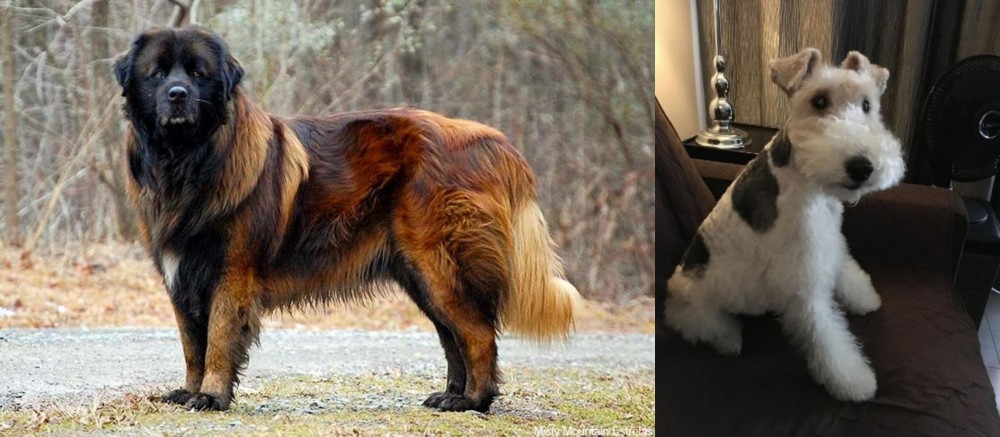 Wire Haired Fox Terrier vs Estrela Mountain Dog - Breed Comparison