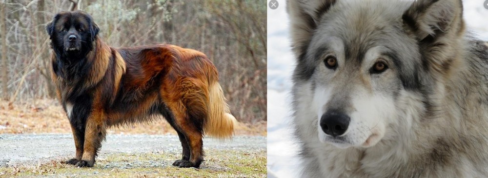Wolfdog vs Estrela Mountain Dog - Breed Comparison