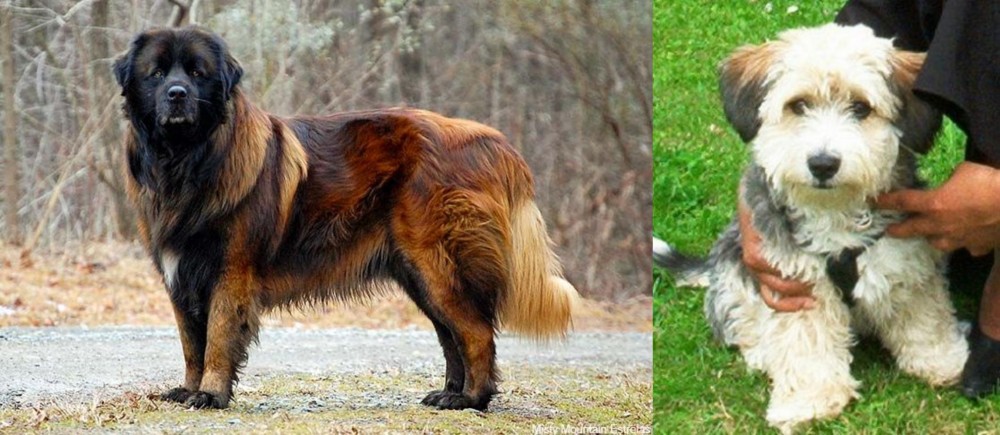 Yo-Chon vs Estrela Mountain Dog - Breed Comparison