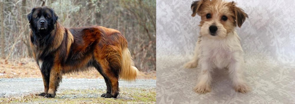 Yochon vs Estrela Mountain Dog - Breed Comparison