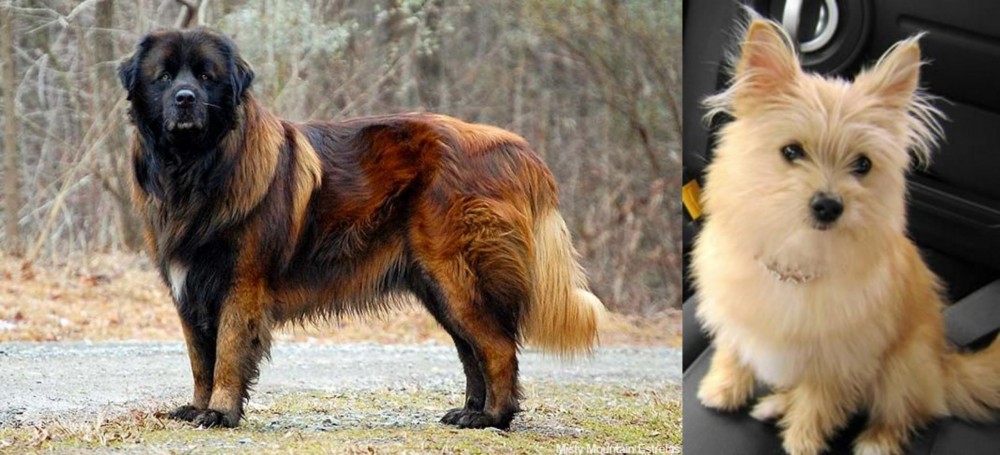 Yoranian vs Estrela Mountain Dog - Breed Comparison