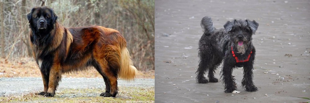 YorkiePoo vs Estrela Mountain Dog - Breed Comparison
