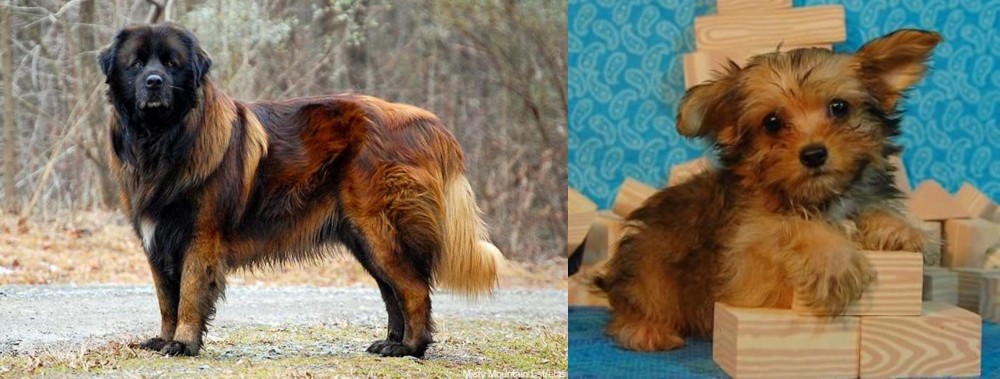 Yorkillon vs Estrela Mountain Dog - Breed Comparison