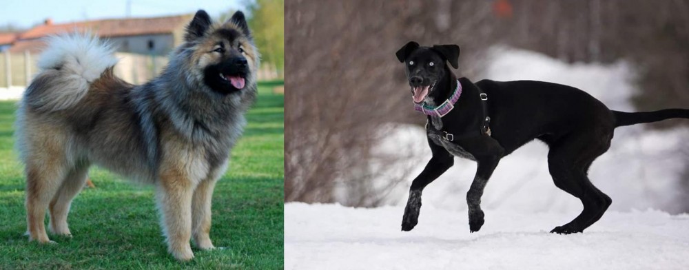 Eurohound vs Eurasier - Breed Comparison