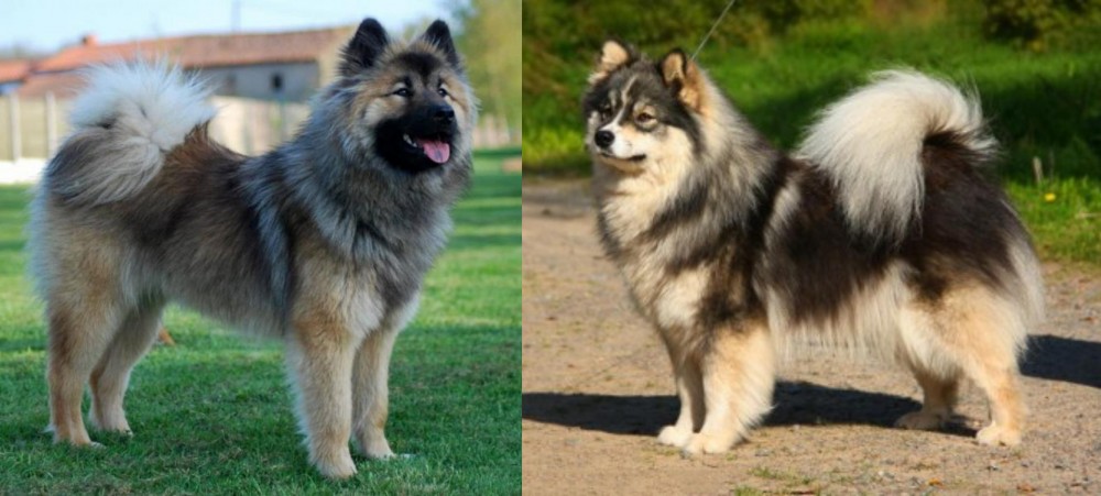 Finnish Lapphund vs Eurasier - Breed Comparison