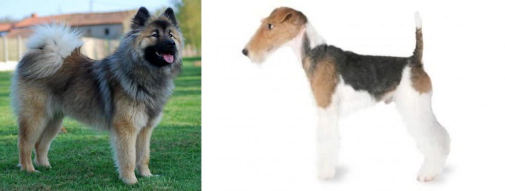Fox Terrier vs Eurasier - Breed Comparison