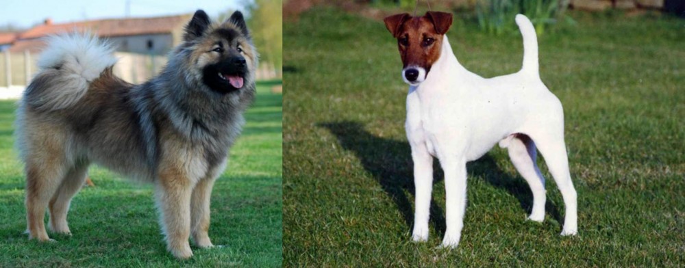 Fox Terrier (Smooth) vs Eurasier - Breed Comparison