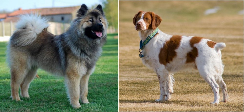 French Brittany vs Eurasier - Breed Comparison