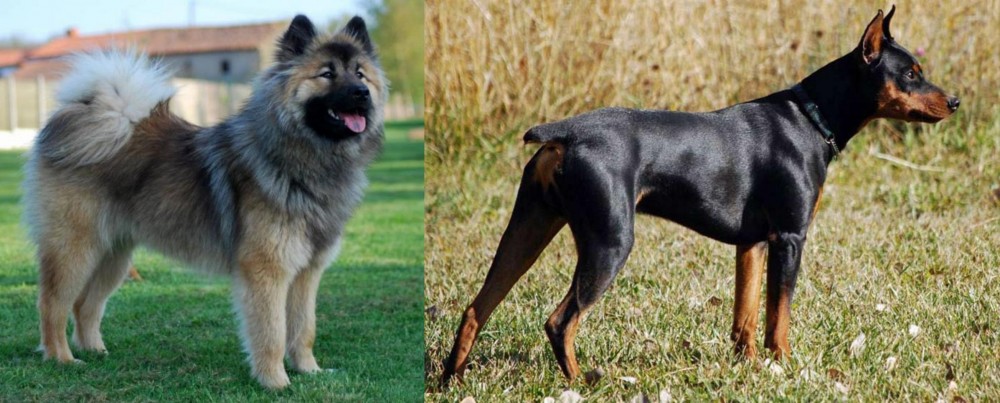 German Pinscher vs Eurasier - Breed Comparison
