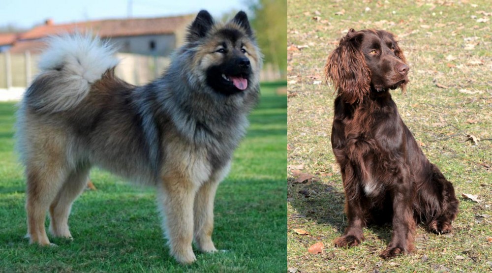 German Spaniel vs Eurasier - Breed Comparison