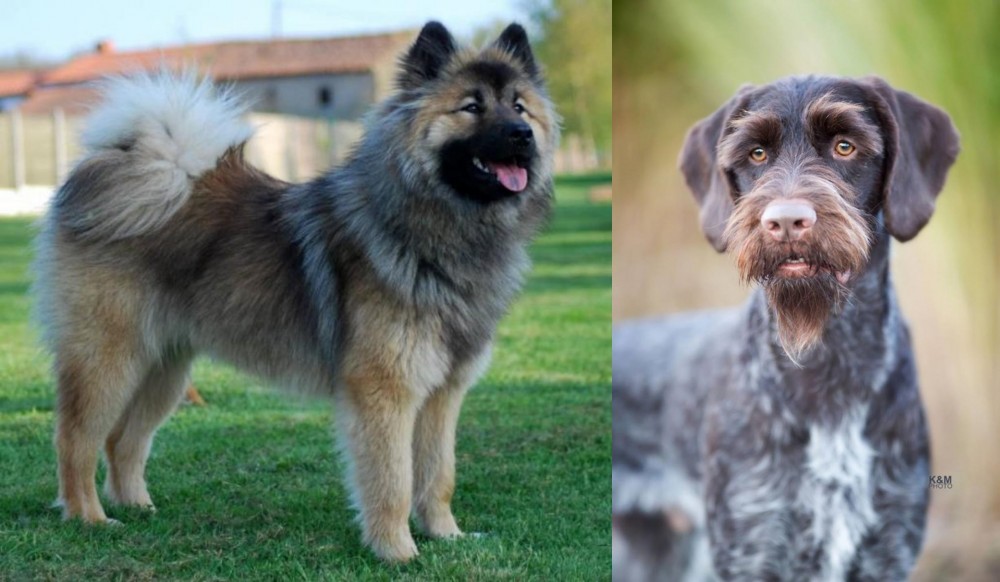 German Wirehaired Pointer vs Eurasier - Breed Comparison