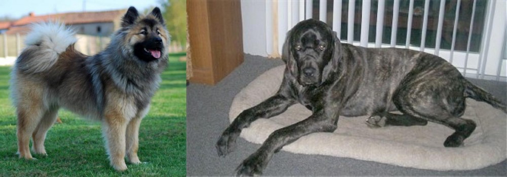 Giant Maso Mastiff vs Eurasier - Breed Comparison