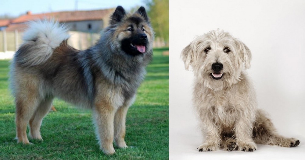 Glen of Imaal Terrier vs Eurasier - Breed Comparison
