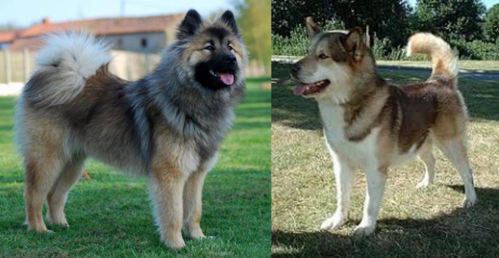 Greenland Dog vs Eurasier - Breed Comparison