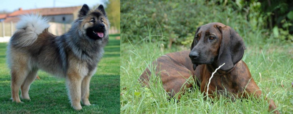 Hanover Hound vs Eurasier - Breed Comparison