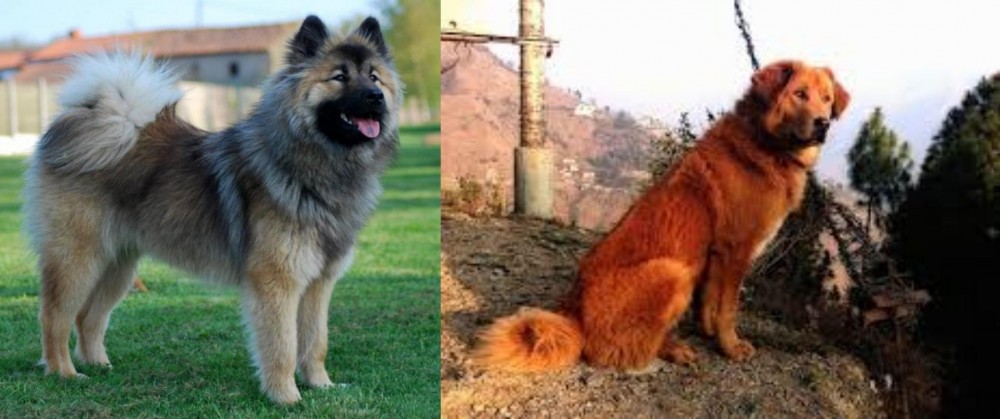 Himalayan Sheepdog vs Eurasier - Breed Comparison