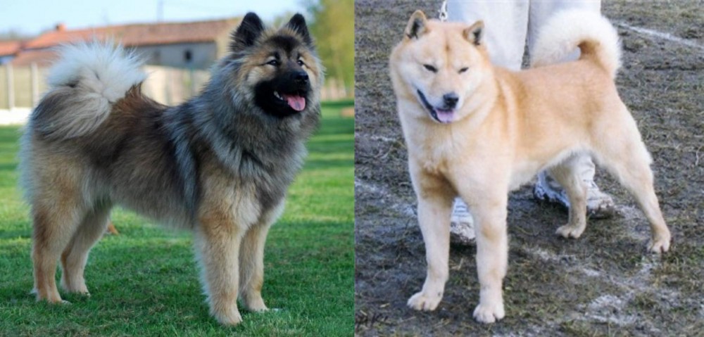 Hokkaido vs Eurasier - Breed Comparison