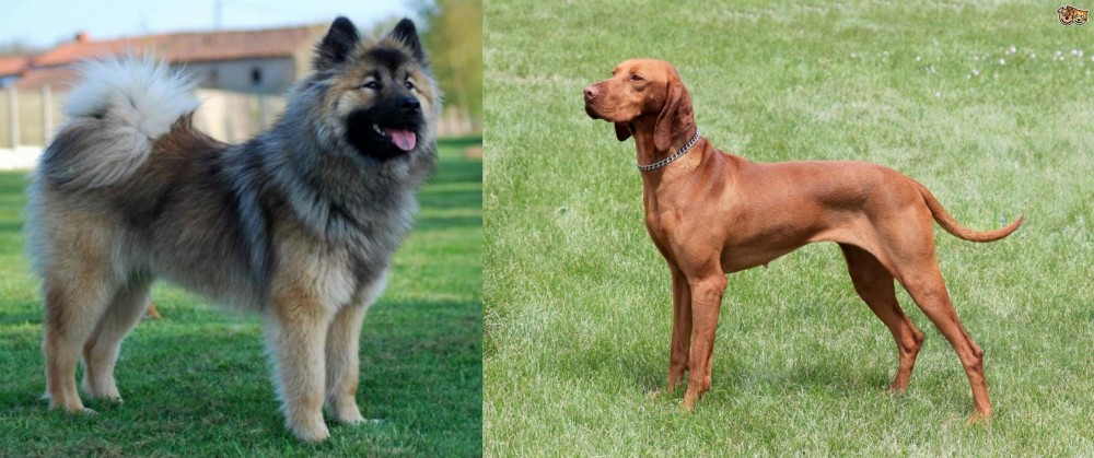 Hungarian Vizsla vs Eurasier - Breed Comparison